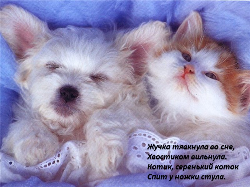 Жучка тявкнула во сне, Хвостиком вильнула. Котик, серенький коток Спит у ножки стула.